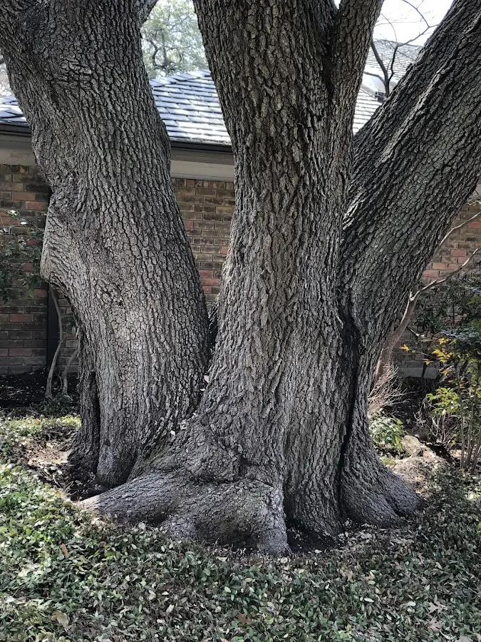 Mature heritage tree close to a Georgetown property cared for by certified arborists